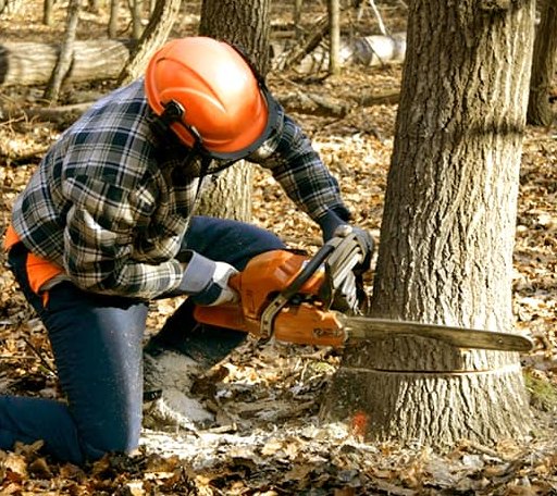 Tree Removal in Wilsondale, WV
